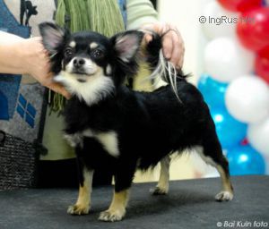 Dog Photo