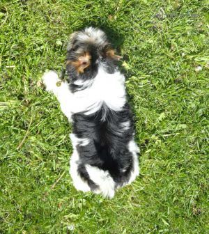 Dog Photo
