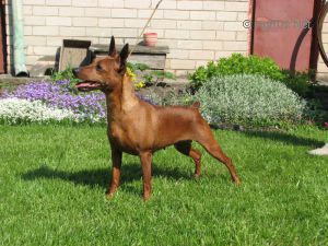 Dog Photo