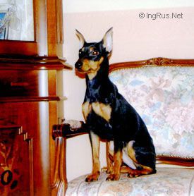 Dog Photo