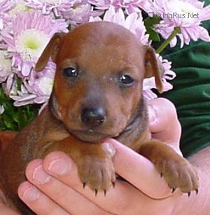 Dog Photo