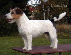 Dog Photo