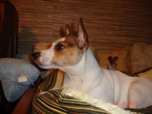 Dog Photo