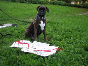 Dog Photo