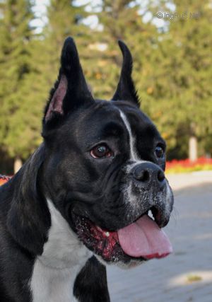 Dog Photo
