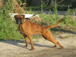Dog Photo