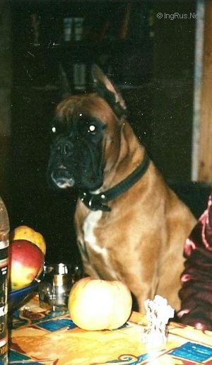 Dog Photo
