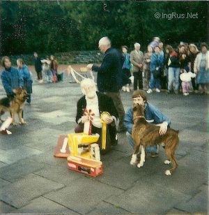 Dog Photo