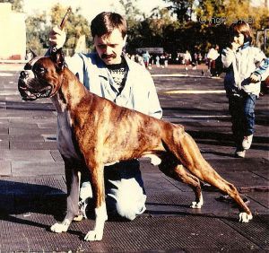 Dog Photo