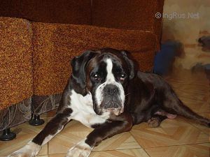Dog Photo