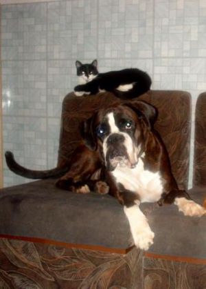 Dog Photo