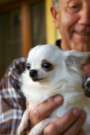 Dog Photo