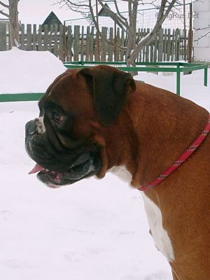 Dog Photo