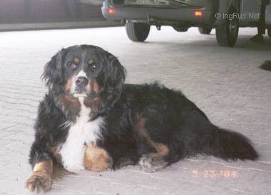 Dog Photo