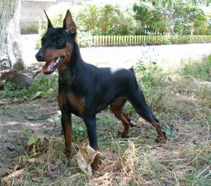 Dog Photo