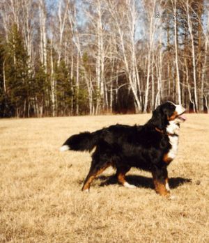 Dog Photo