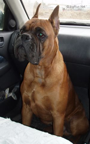 Dog Photo