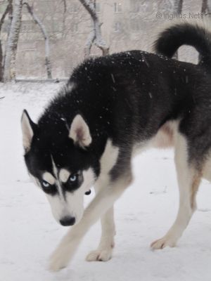 Dog Photo