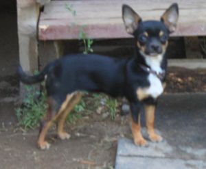 Dog Photo