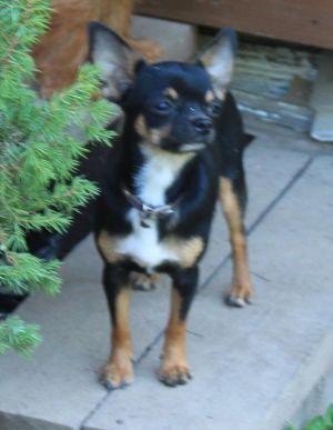 Dog Photo
