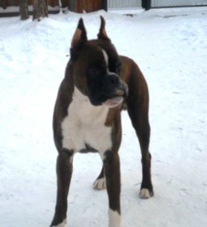 Dog Photo