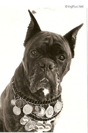 Dog Photo