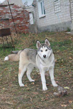 Dog Photo