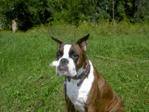 Dog Photo