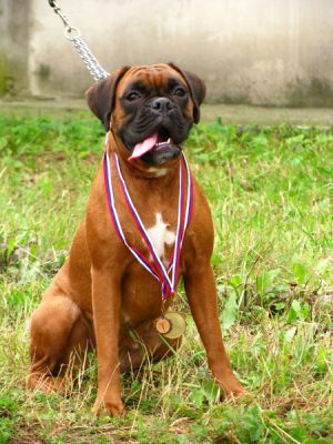 Dog Photo
