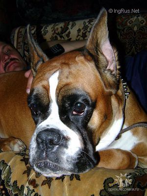 Dog Photo