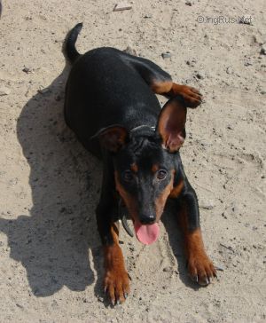 Dog Photo