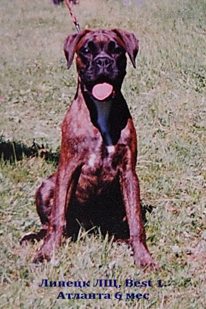 Dog Photo