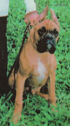 Dog Photo