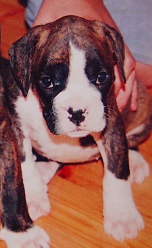Dog Photo
