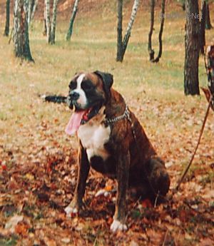 Dog Photo