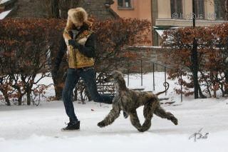 Dog Photo