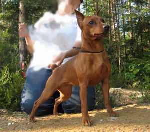 Dog Photo