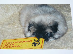 Dog Photo