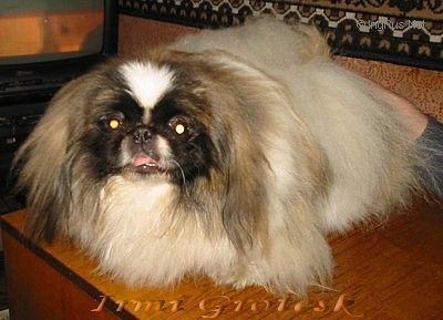 Dog Photo