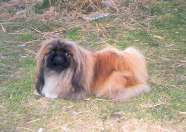 Dog Photo