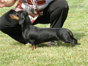 DOBRAYA FEYA