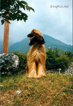 Dog Photo