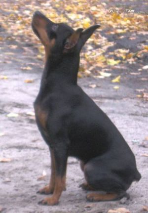 Dog Photo