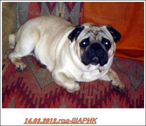 Dog Photo