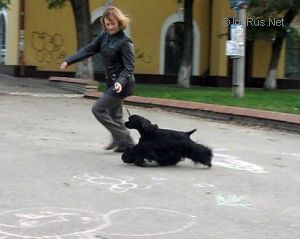 Dog Photo