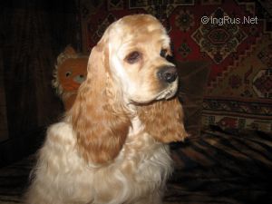 Dog Photo