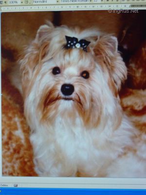Dog Photo