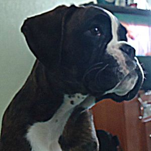 Dog Photo