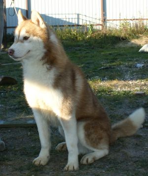 Dog Photo