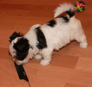 Dog Photo
